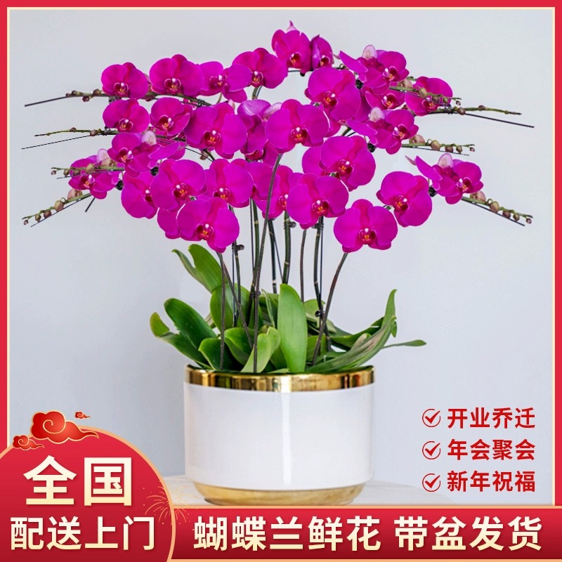 全国真蝴蝶兰盆栽带花成品鲜花同城配送速递花店送花开业乔迁祝福