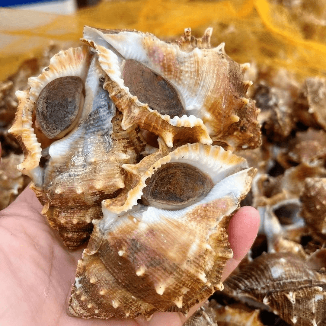 汕尾本港野生刺螺 新鲜海螺 压碎冰发货