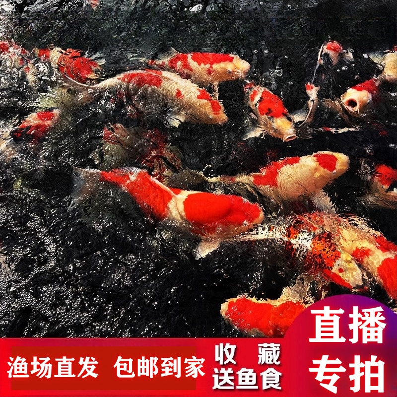 【⑧号】直播链接 金鱼观赏鱼冷水耐活好养鱼红白锦鲤活鱼金鱼活鱼