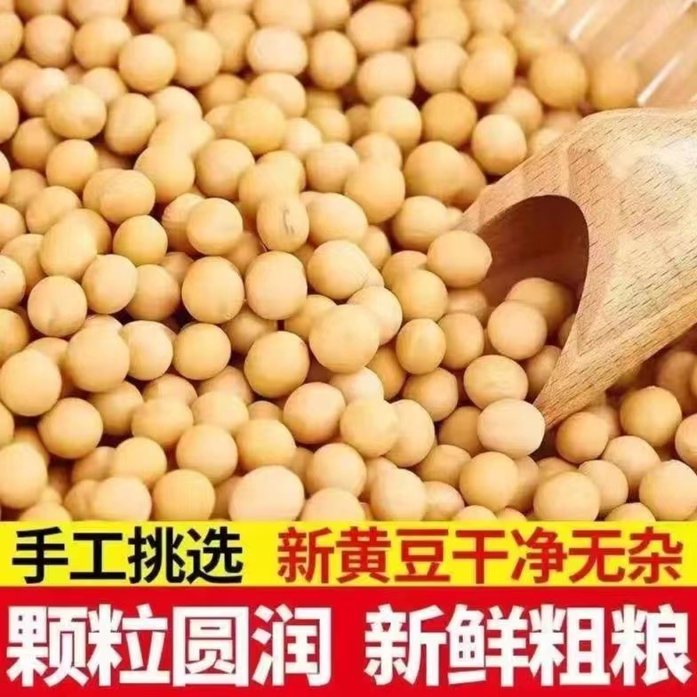 【半价疯抢】正宗东北农家新黄豆非转基因大豆发豆芽打豆浆专用