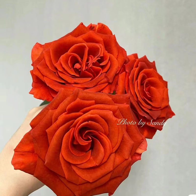 【杏仁酒/阿玛雷托】复古色月季灌木玫瑰花苗扦插中苗月季盆栽花苗