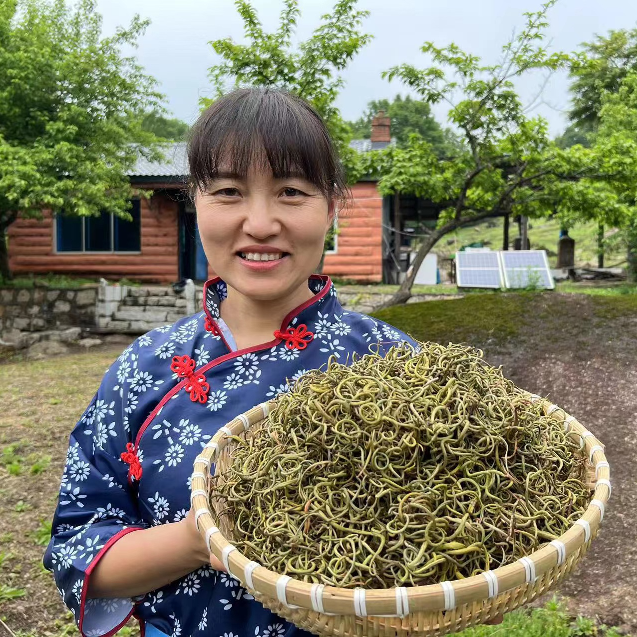 深山 石茶100g   手采晾晒