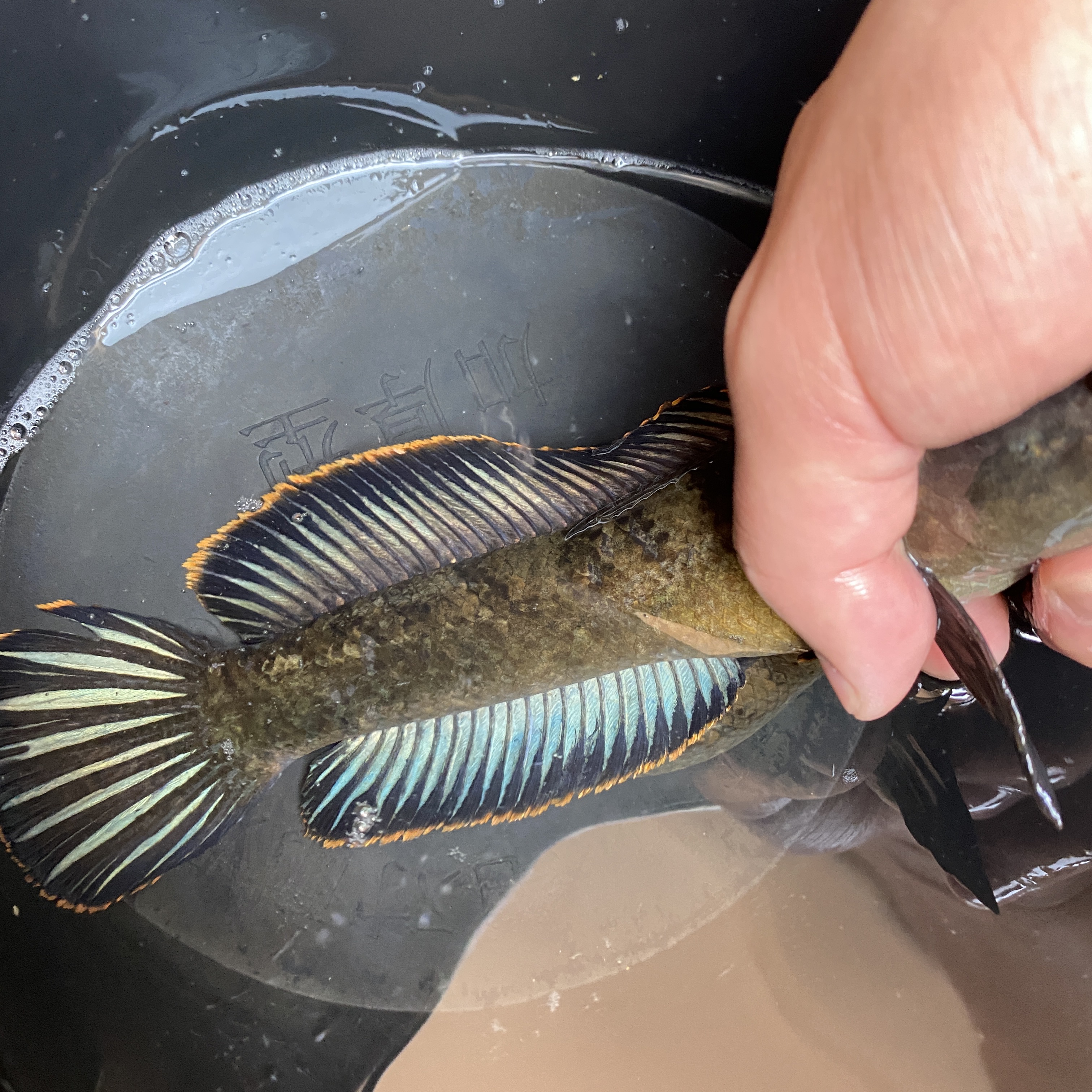 【直播拍】彩虹雷龙鱼2/18