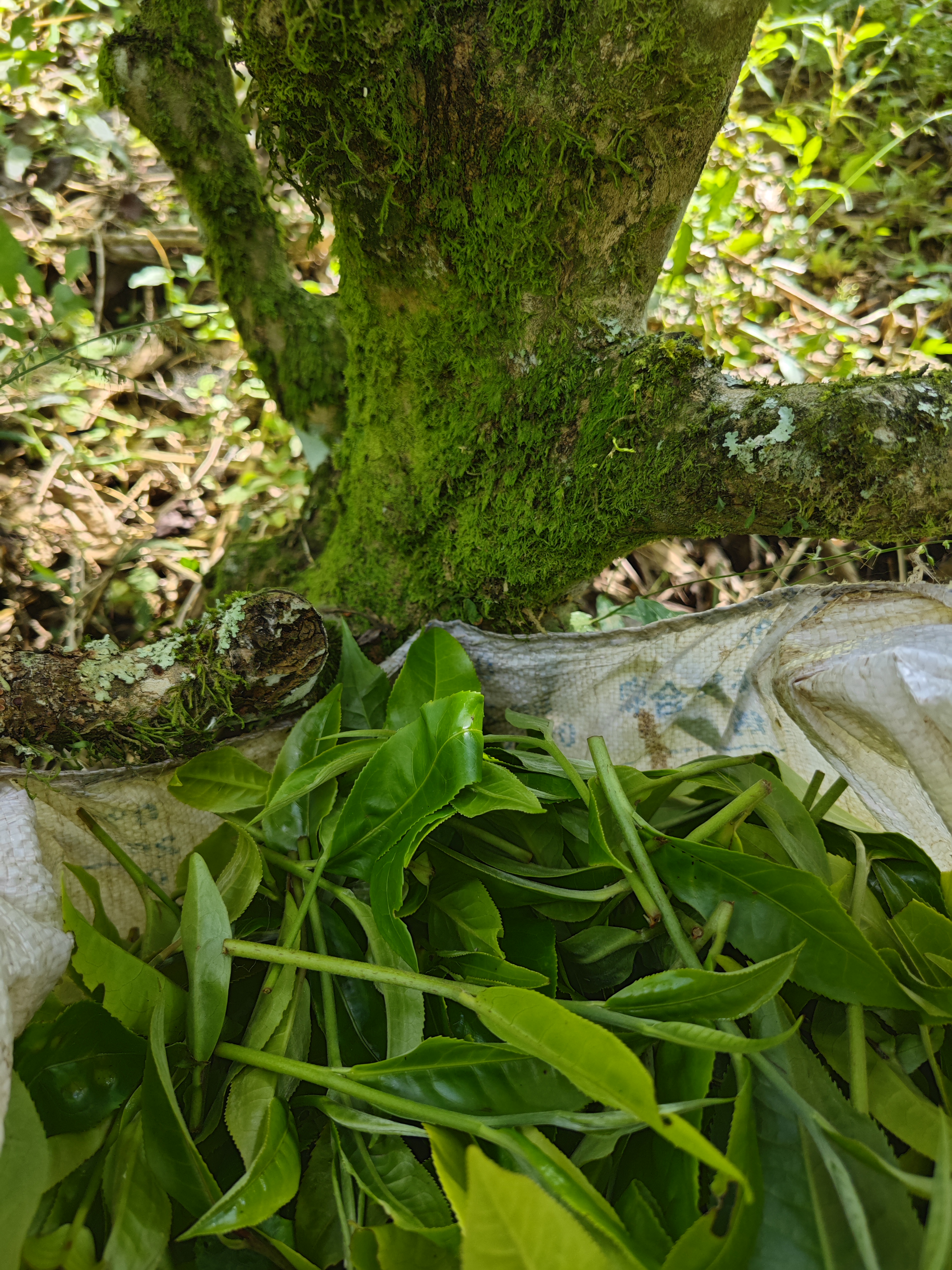 【老树妖茶 兰花香山野气】2025年广别妖茶老树春 生普散茶