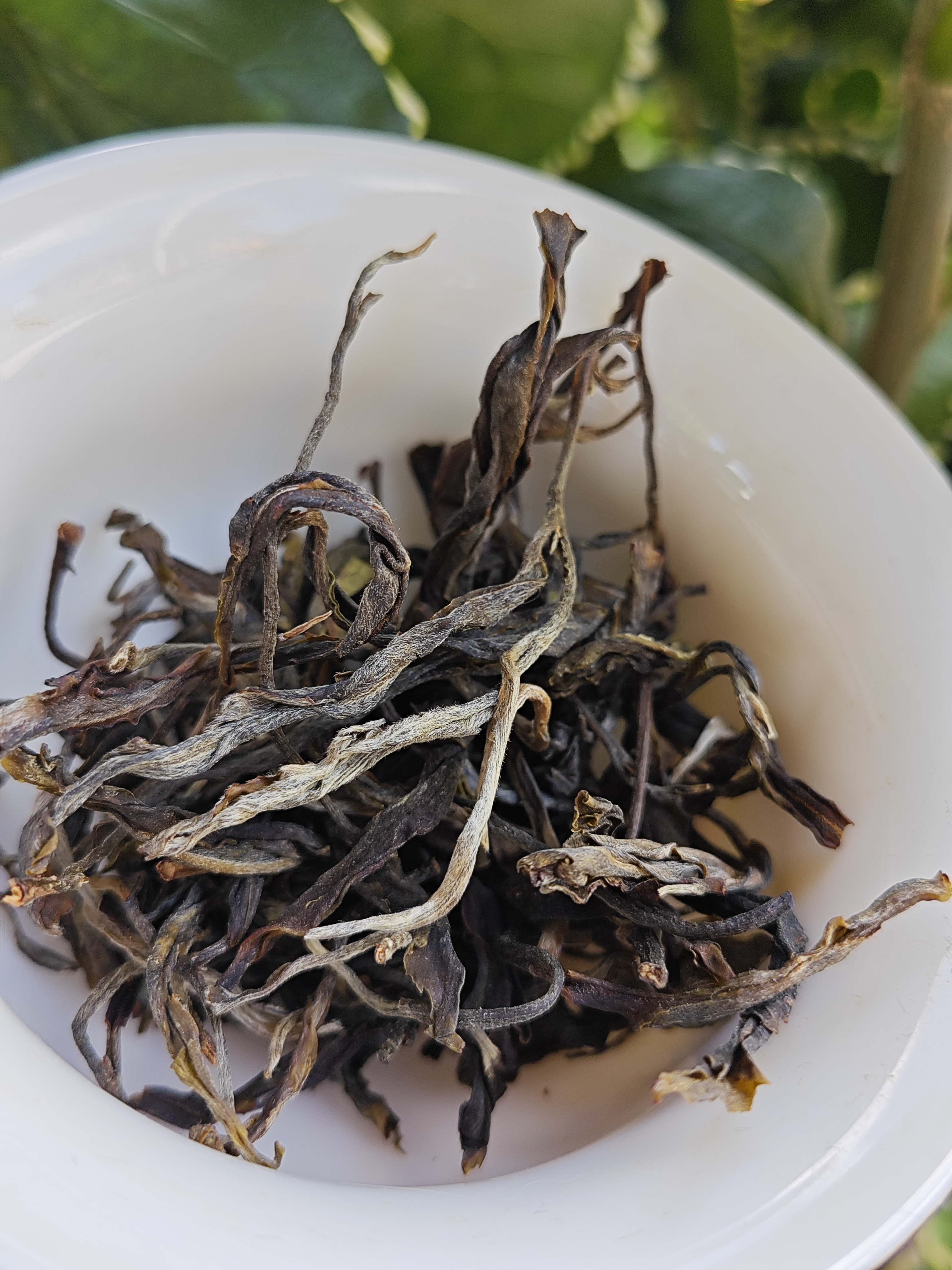 【古树特惠福利】2025年广别百年古树头春纯料