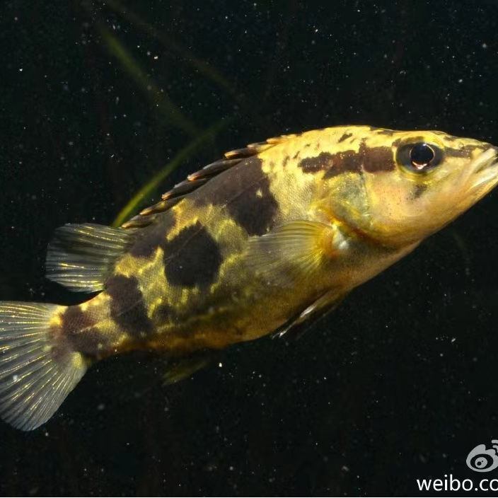 波纹鳜鱼金丝波纹鳜 鳜鱼苗溪流原生鳜鱼冷水鱼 食肉鱼类性格凶猛