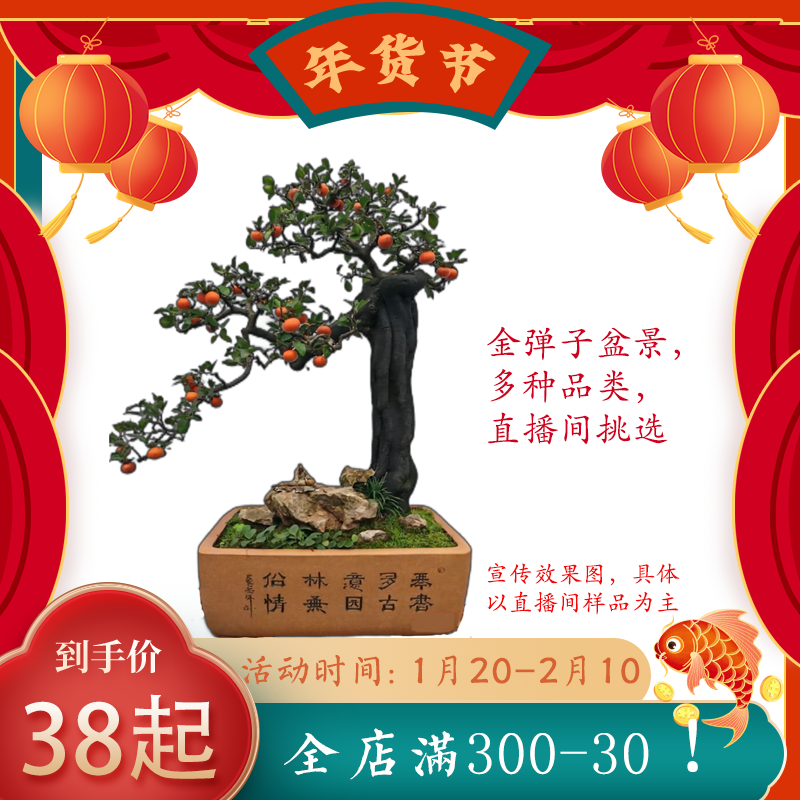 (直播10号链接)精品金弹子盆景盆栽绿植欣赏书房庭院客厅