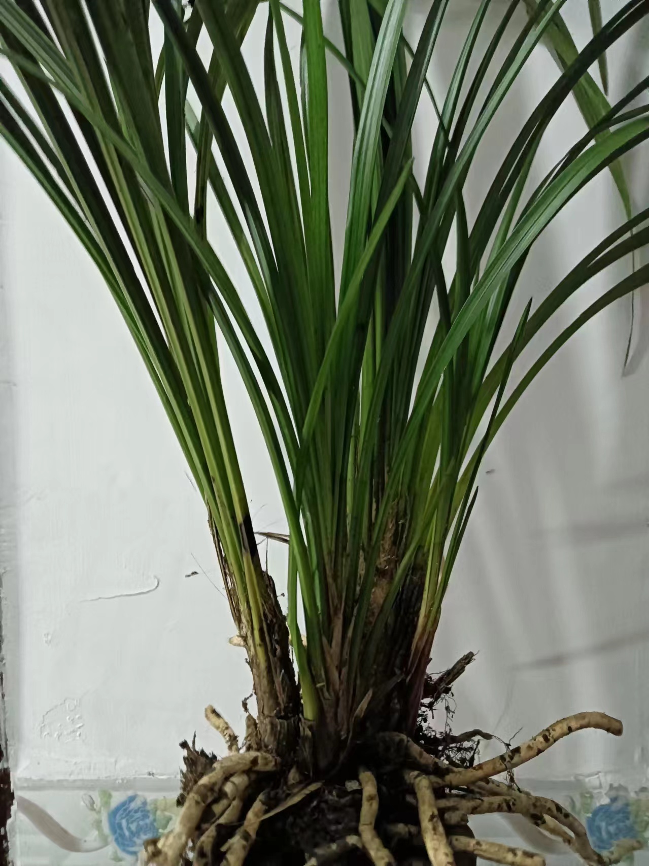 精选好养四季开花浓香型建兰室内蕙兰懒人盆栽绿植花卉