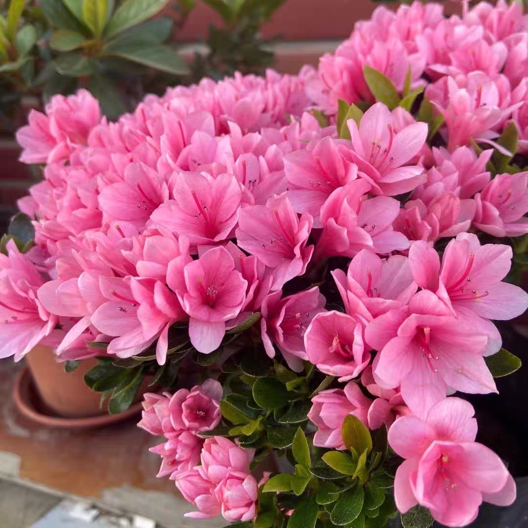 奇桩园精品杜鹃老桩（一物一拍、全场不包邮）