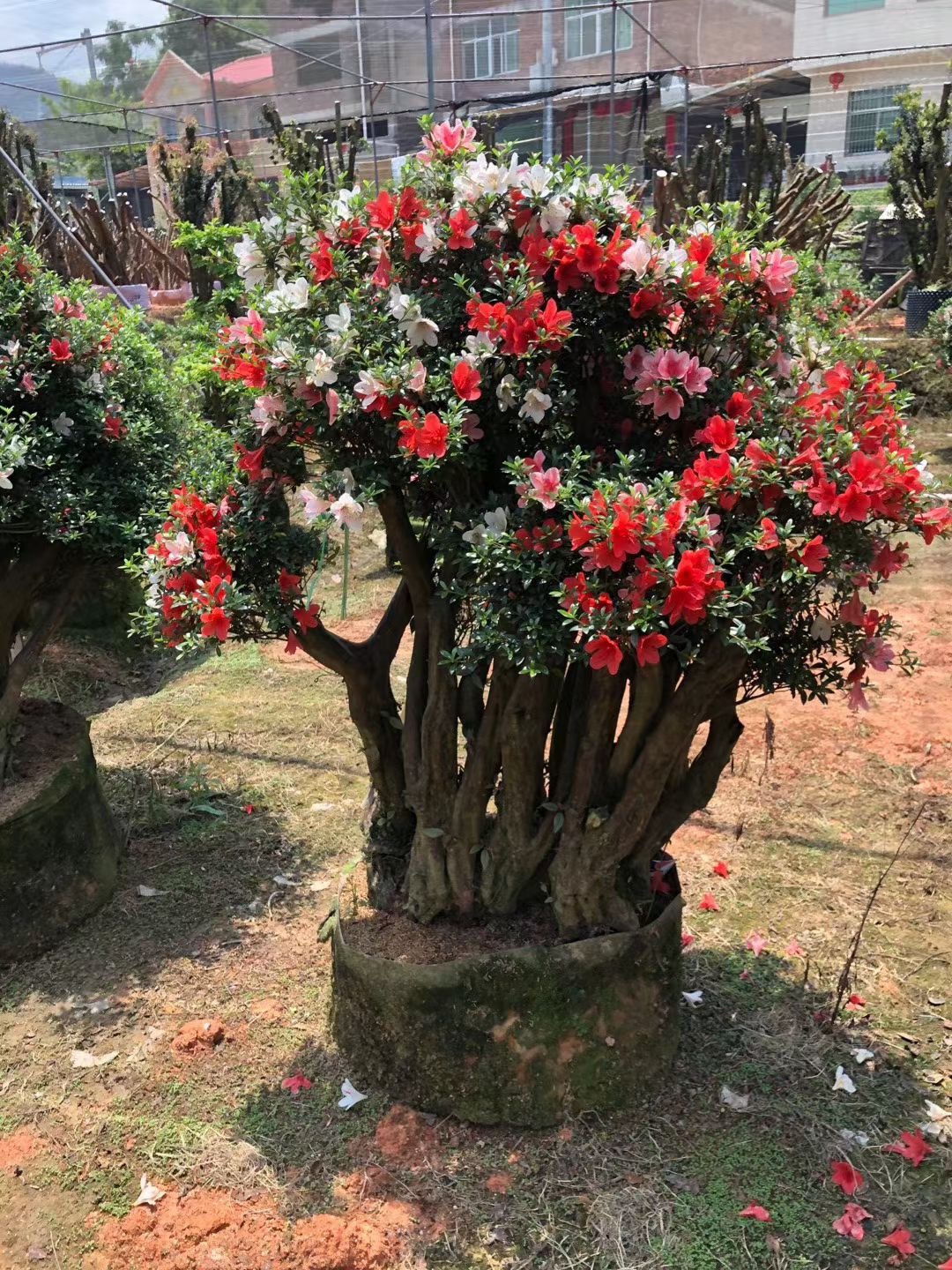 杜鹃花盆景基地一物一拍