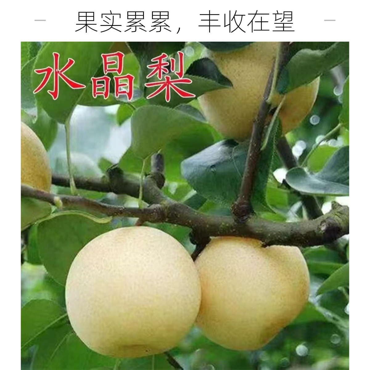 水晶梨树苗【盆栽地栽】