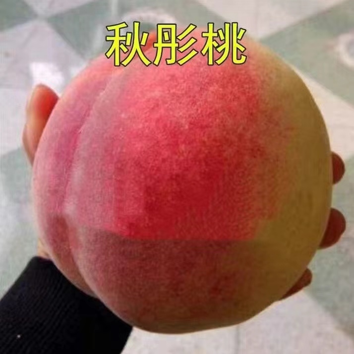 秋彤桃树苗【盆栽地栽】8月份成熟