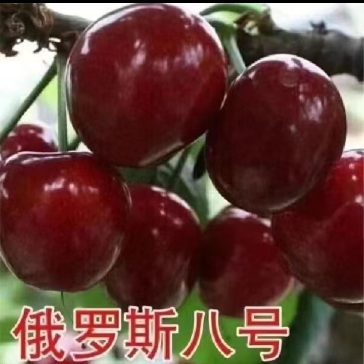 俄罗斯8号大樱桃【盆栽地栽】