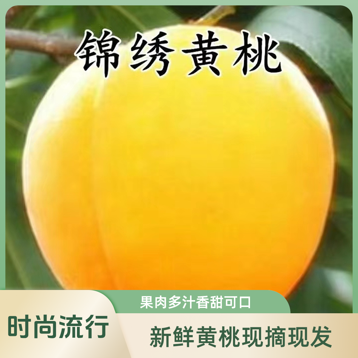 黄金密桃树苗【盆栽地栽）5月6月7月8月9月10月成熟