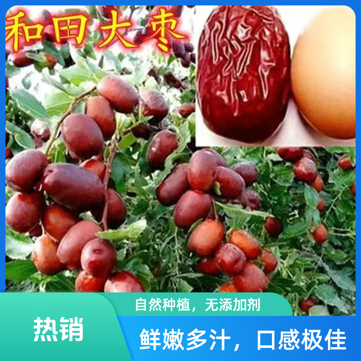 和田大枣树苗【盆栽地栽】