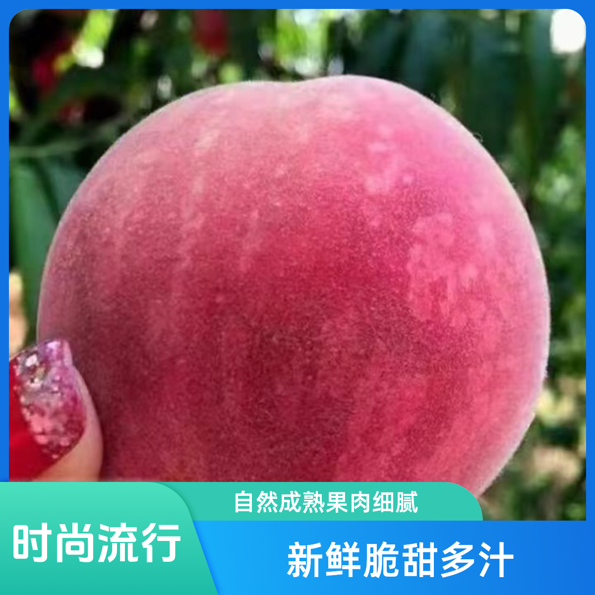 北京24号桃树苗【盆栽地栽）6月份成熟