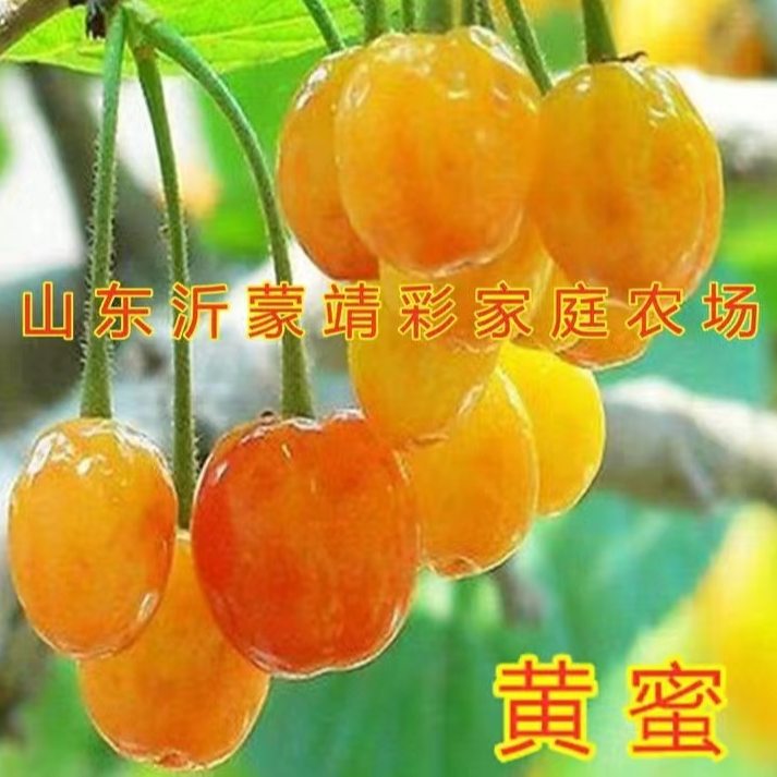 黄密大樱桃树苗【盆栽地栽】
