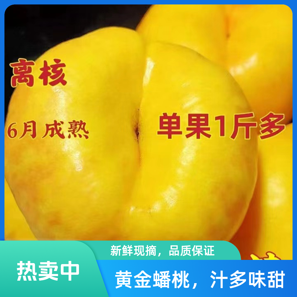 黄蟠桃树苗【盆栽地栽】'七月份成熟