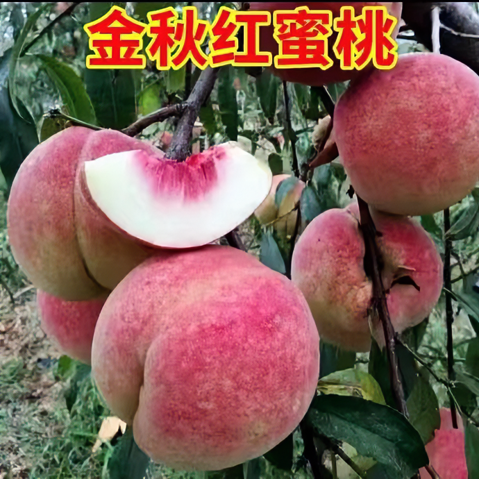 金秋密桃树苗果树大红桃树苗【盆栽地栽】九月份网红树成熟网红树