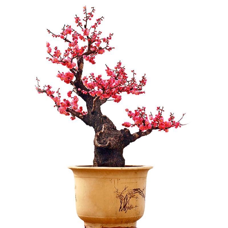红梅花盆栽树苗海棠老桩盆景阳台庭院绿植物