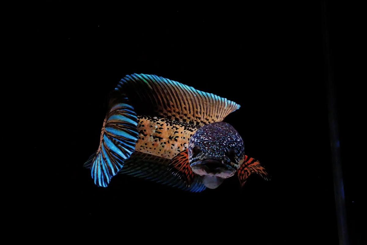 印尼黄金眼镜蛇雷龙3-5cm