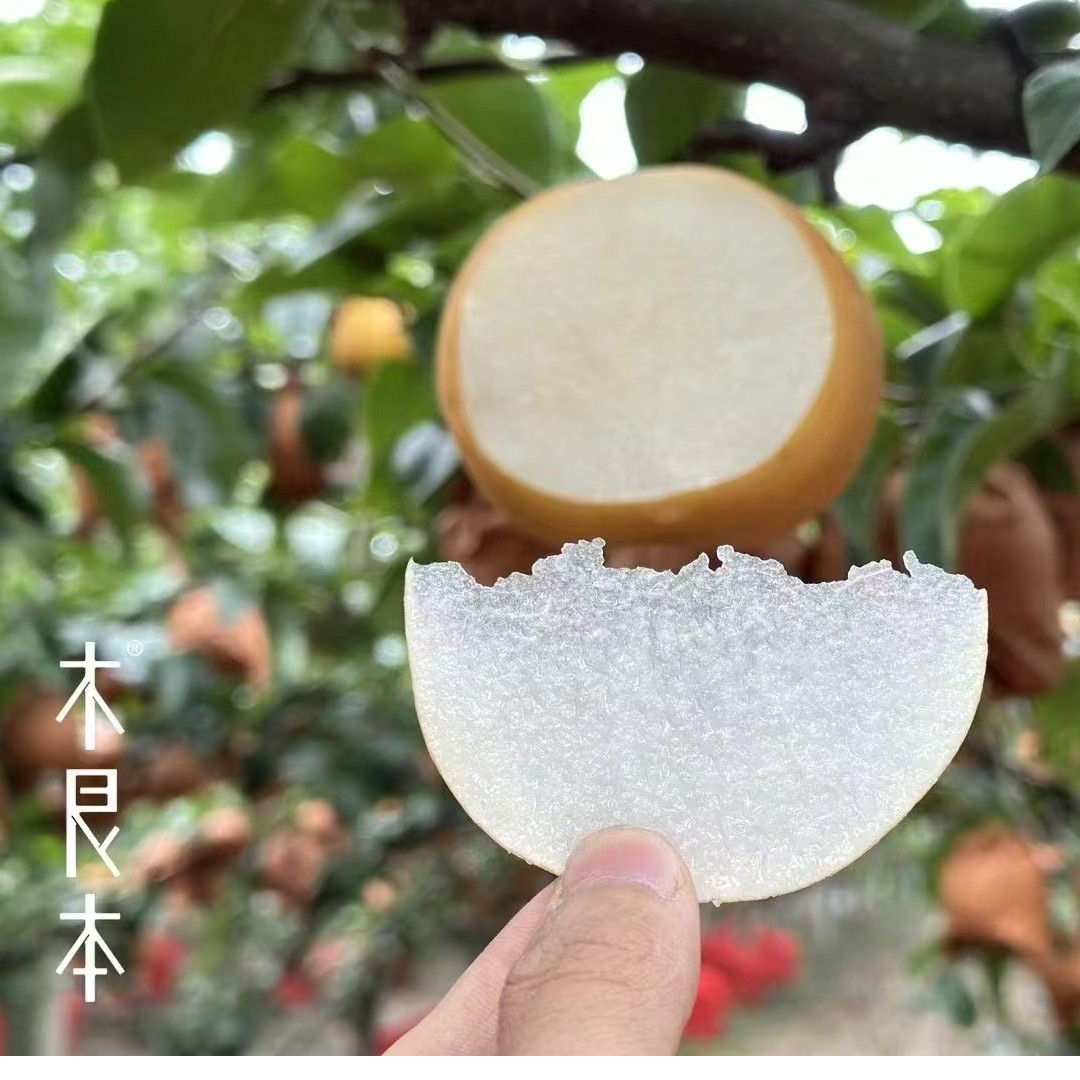 【精品礼盒】木艮本•冰糖羊脂秋月梨