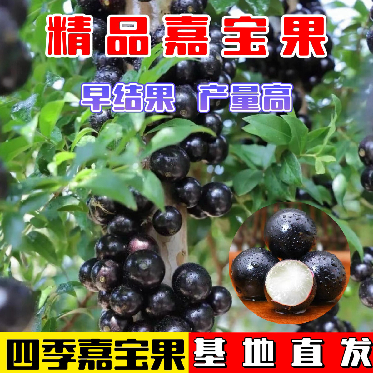 菓露仕正宗台湾树葡萄嘉宝果树苗四季盆栽南北可种植