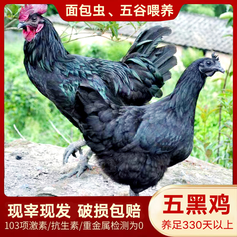 滋补山林散养五黑鸡
