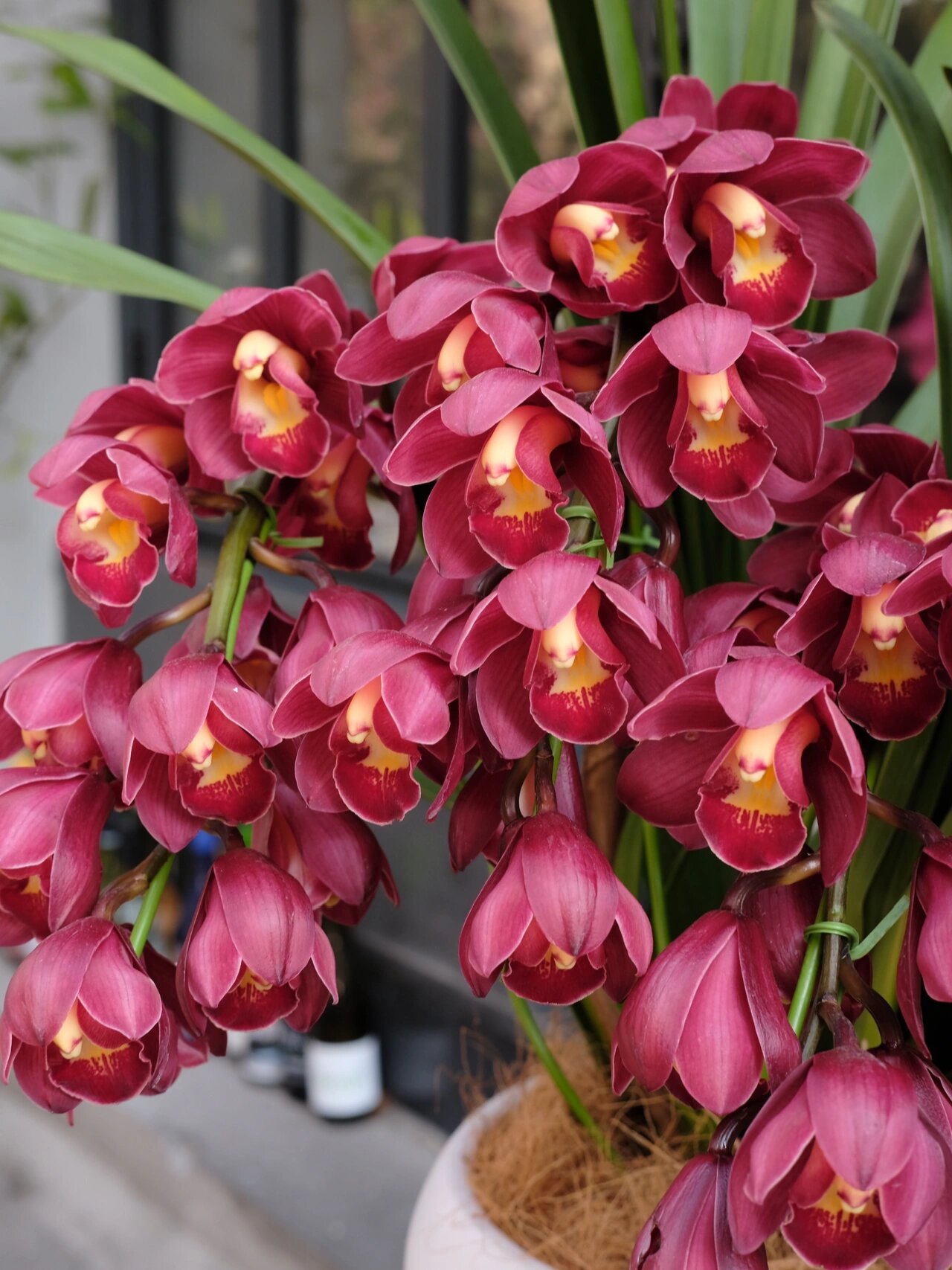 【精品大红袍】6支 正品落地大红袍 高端大红袍喜庆年宵花大花红色