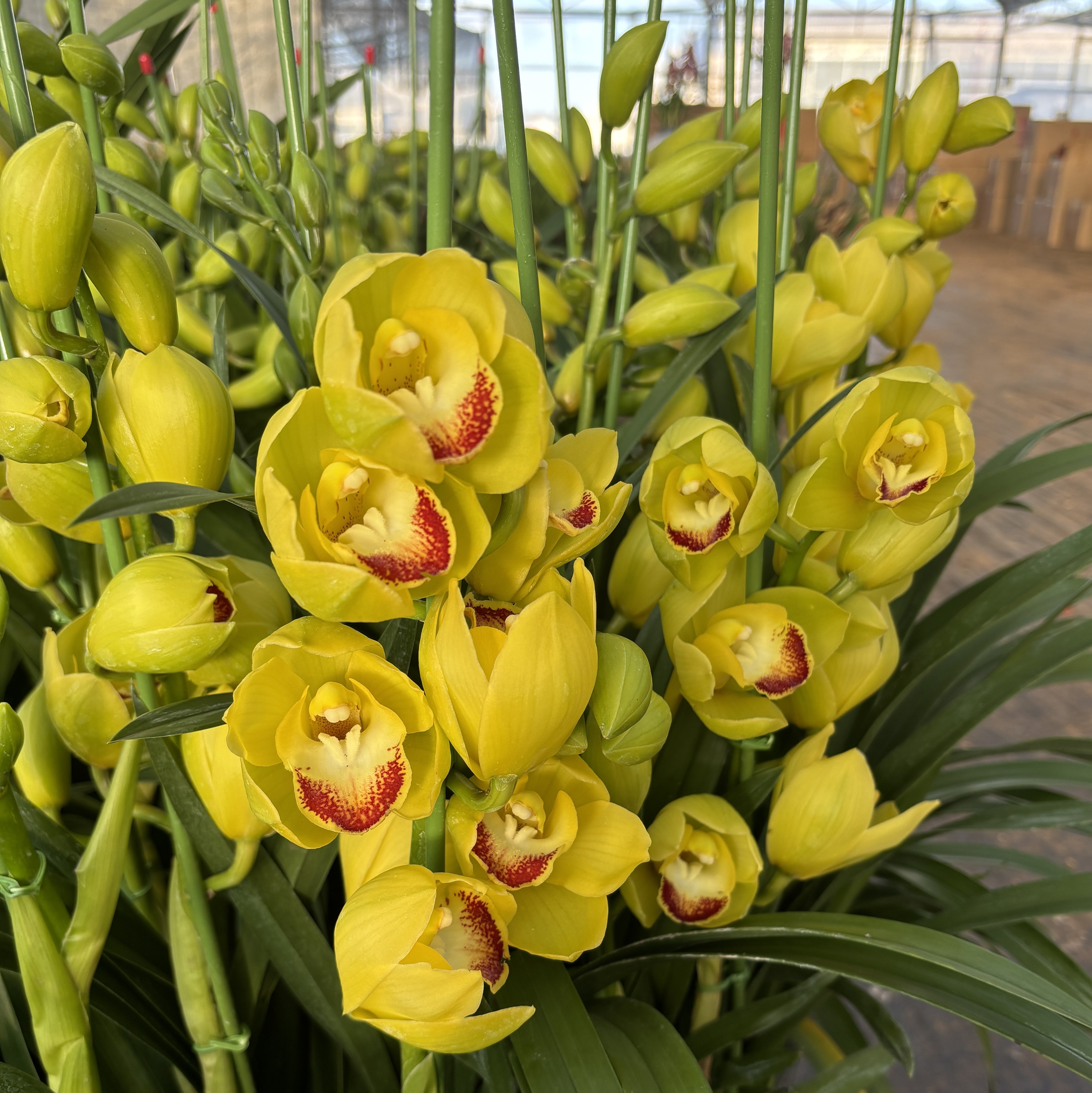 《月影》金黄色高端大花兰花 室内办公室 年宵花大花蕙兰养护简单