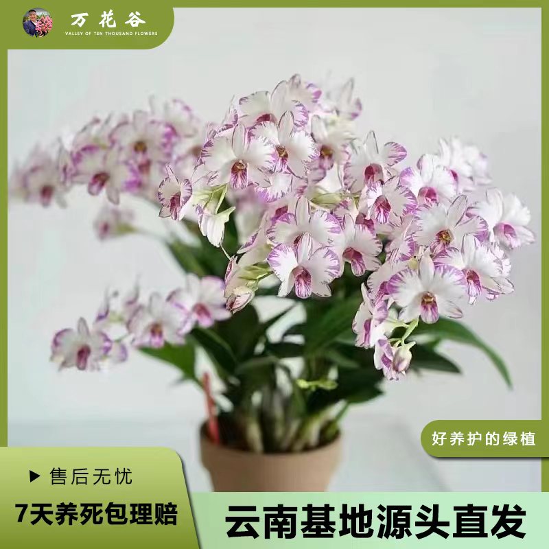 【泼墨  3支】 秋石斛兰盆栽室内阳台爆花机器 复花率高 勤花好养护