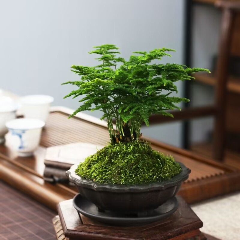 矮化云竹盆栽绿植文竹室内高档盆景盆栽云片松矮生密叶云竹耐寒热