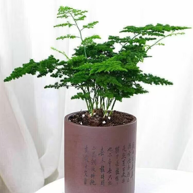 矮化云竹盆栽绿植室内高档盆景盆栽云片松矮生密叶云竹耐寒耐热