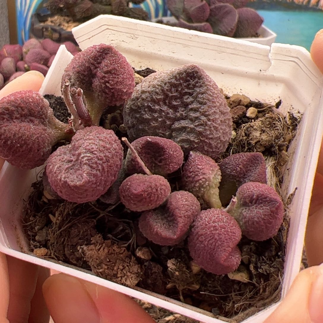 水蜜桃。