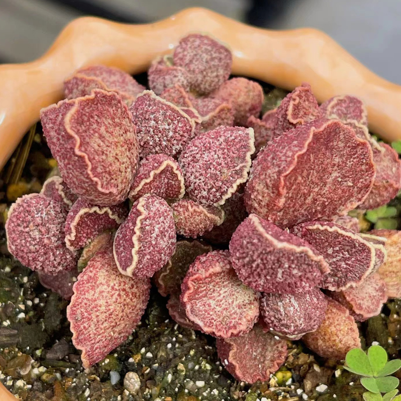（花螺老桩--状态参考)直播间可选多肉水泡好看好养的多肉植物