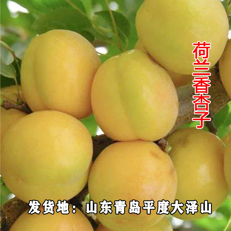 杏树苗 荷兰香0.6-0.8cm基地自育 品种保真 果树苗裸根 