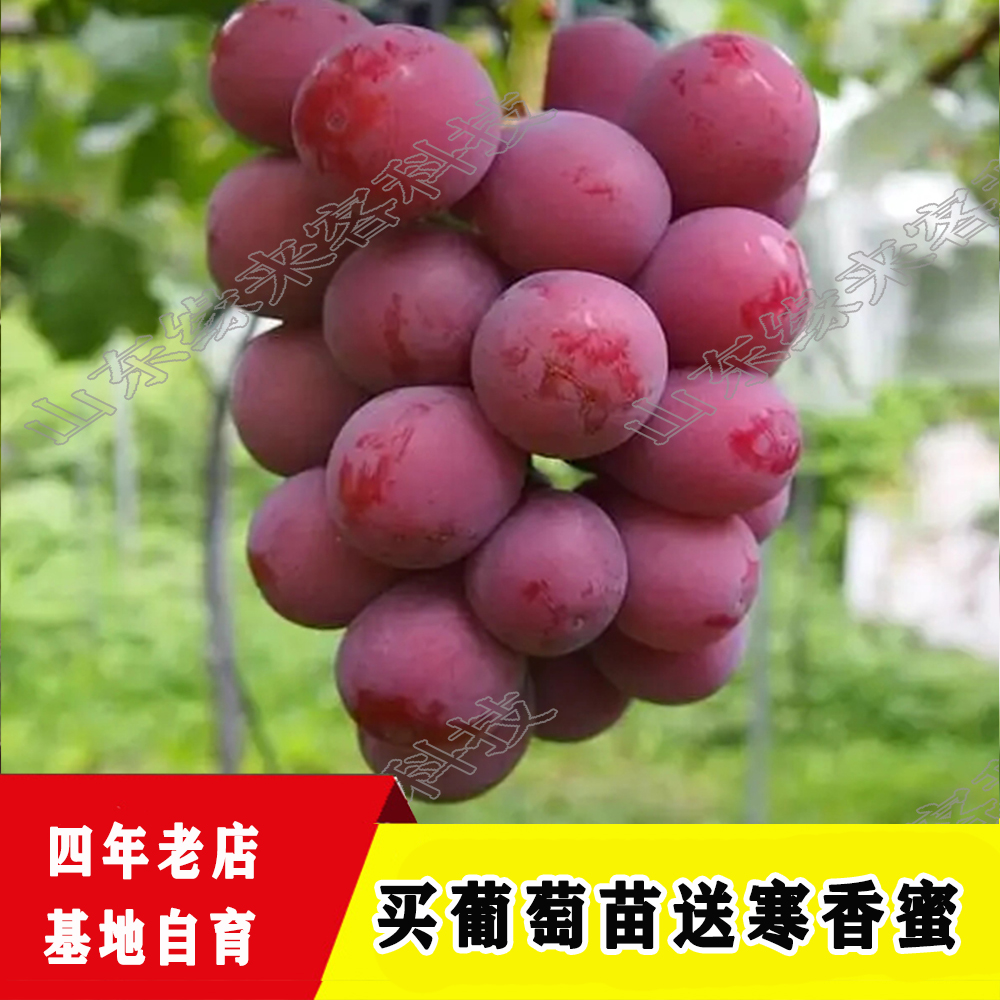  葡萄苗寒香蜜 茉莉香 巨峰 妮娜皇后 玫瑰香 裸根 葡萄树