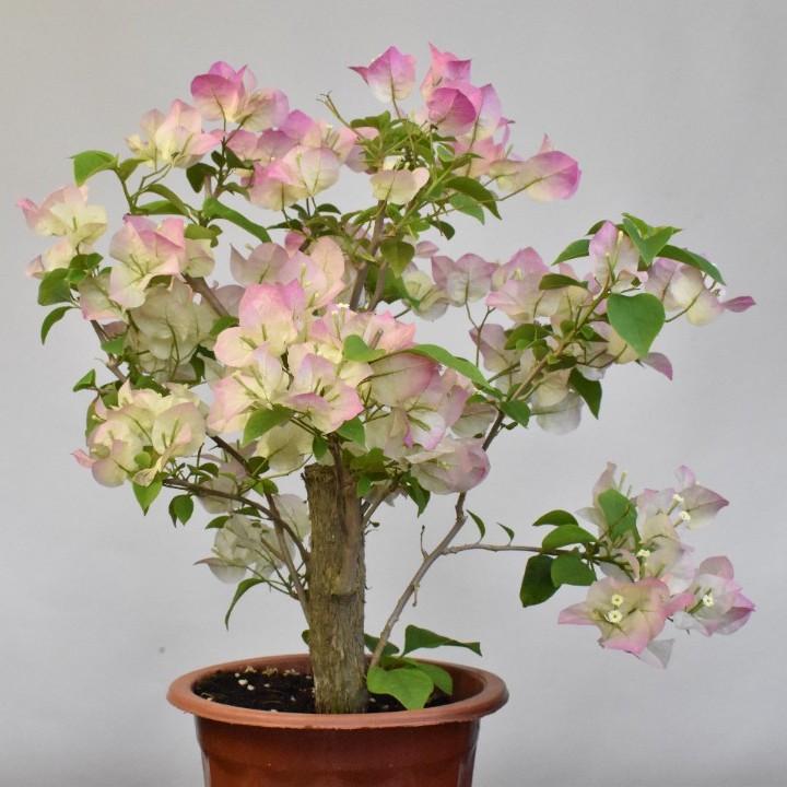 【拍一发三】绿樱三角梅