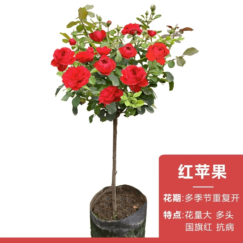 树桩月季棒棒糖造型大苗庭院室内好养四季开花