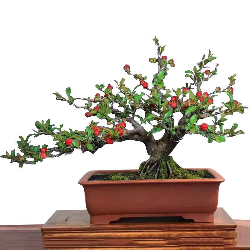 日本长寿冠海棠花盆栽四季花卉绿宝石植物室内盆景老桩红花重瓣
