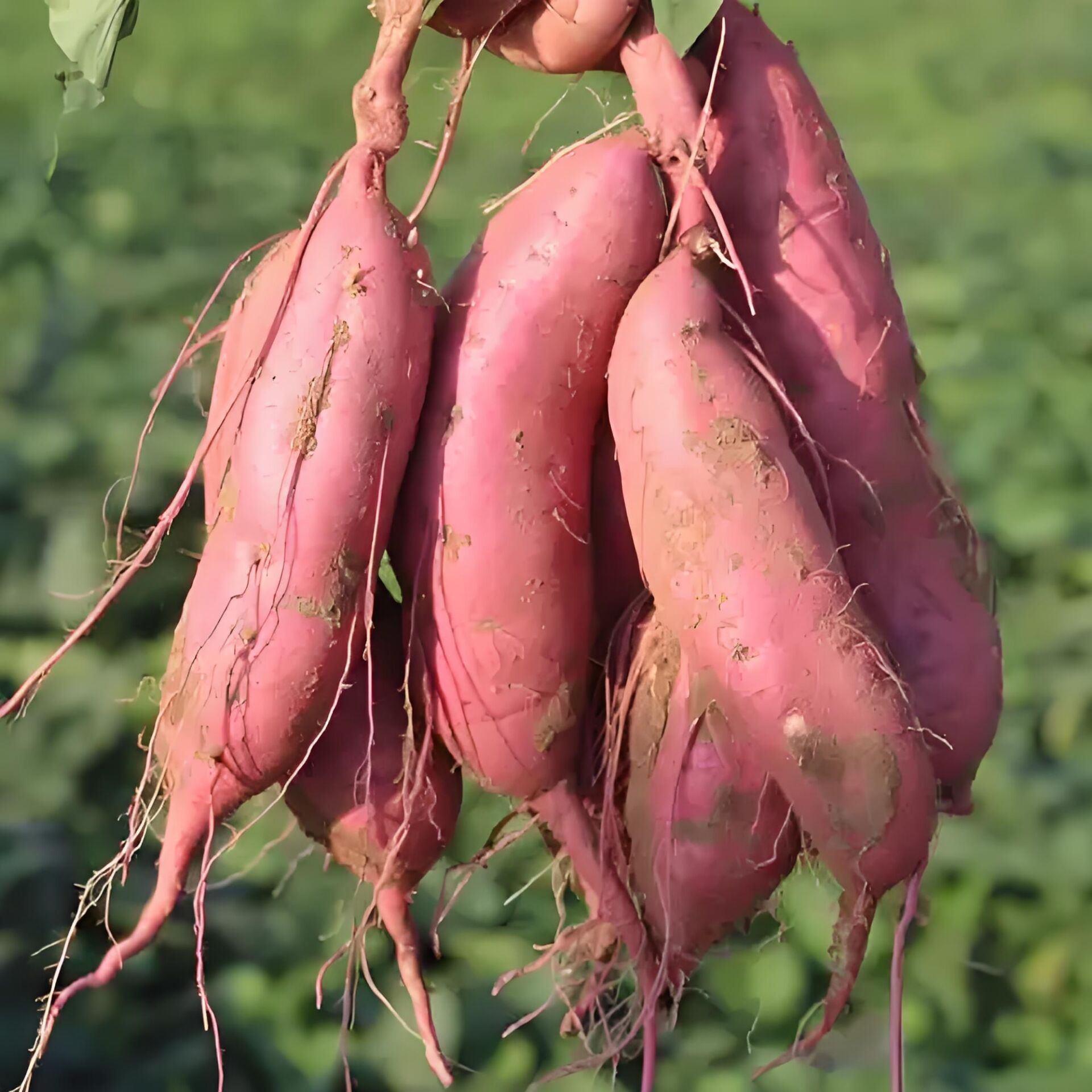 河南襄县 王洛岗地红薯 纯白心红薯 干面甜