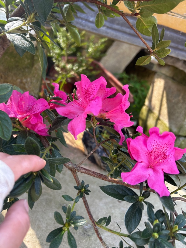 先花后叶映山红，一物一拍