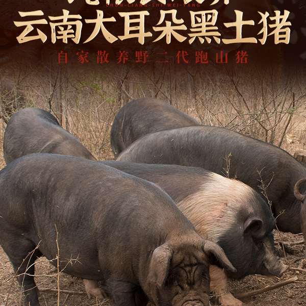大耳朵土猪肉直播间现场称重 一单一称 生鲜备货不退货退款