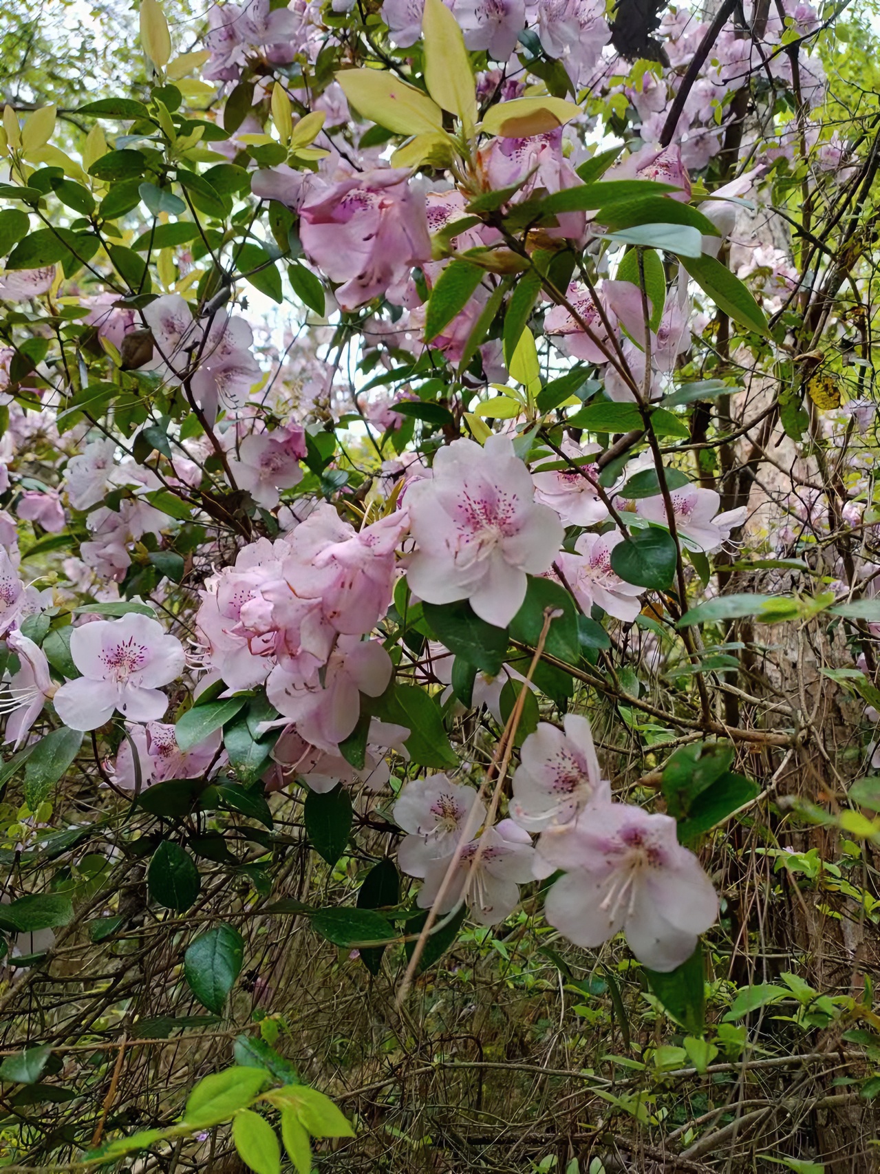 映山红，栀子花，老鸦柿三角梅杜鹃，春花