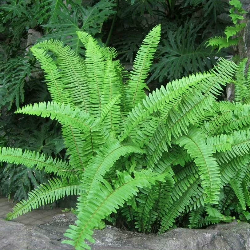 花镜植物肾蕨盆栽北欧风植物多年生阳台庭院绿植净化空气美观好养