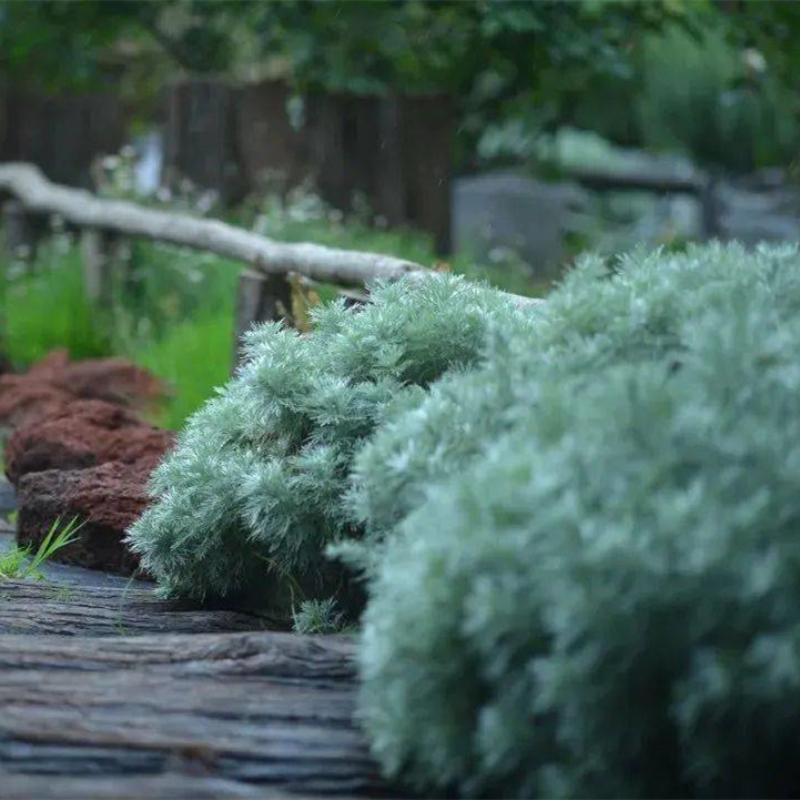 花镜植物朝雾草盆栽银叶草阳台花园银色观叶多年生宿根花卉好养活
