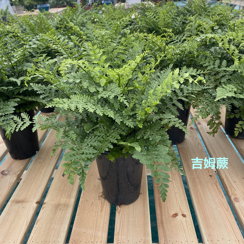 吉姆蕨室内客厅四季常青盆栽宝石蕨桌面造景蕨类净化空气观叶绿植