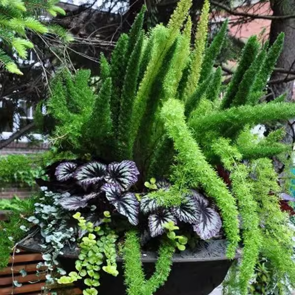 花镜植物狐尾天门东盆栽阳台庭院多年生耐热耐阴四季常绿花卉包邮