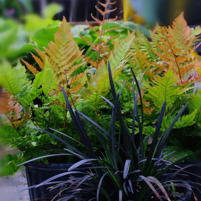 花镜植物彩虹厥盆栽花园室内四季常绿花卉耐寒耐热绿植多年生包邮
