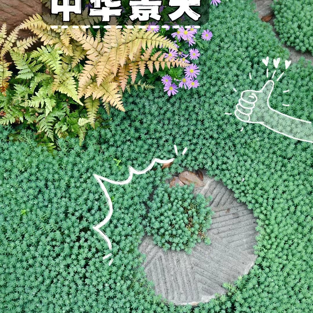 中华景天盆栽 庭院阳台花镜植物四季常绿佛甲草 姬岩垂草 金沙蔓